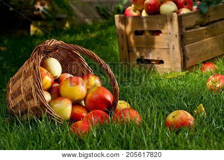 Red Apples with Wicket Basket in the Grass