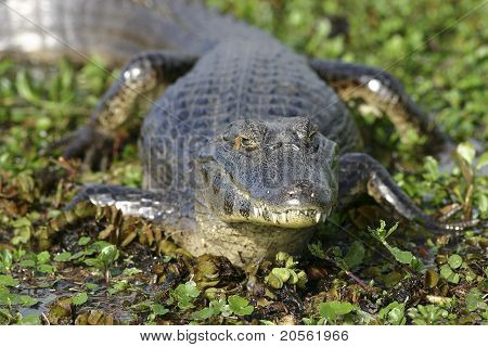 Pantanaal Caiman