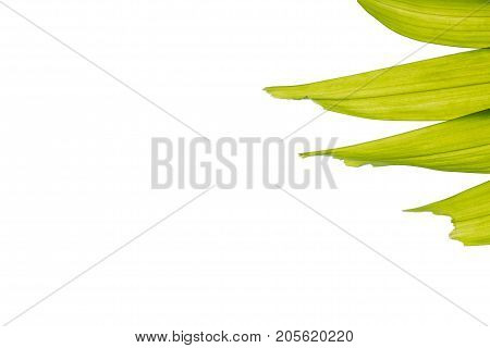 Isolated sealing wax palm (Cyrtostachys renda) leaves white background