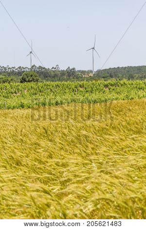 Wheat And Grape Plantation And Eolic Farm