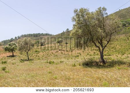 Sobreiro Tree With Shadow In A Portuguese Farm
