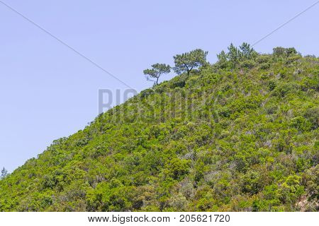 Sobreiro Tree And Vegetation In A Mountain