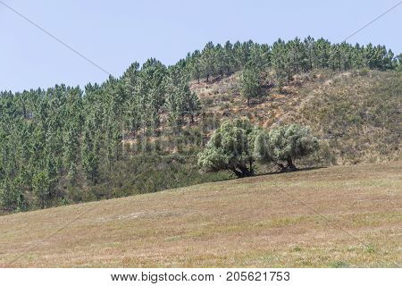 Trail To Mountain With Sobreiro Trees And Vegetation