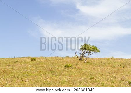 Sobreiro Trees And Vegetation In A Farm Field