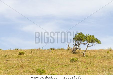 Sobreiro Trees And Vegetation In A Farm Field