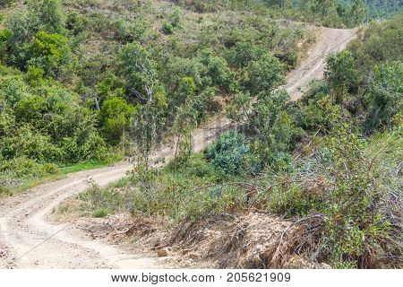 Trail In A Mountain With Forest And Vegetation