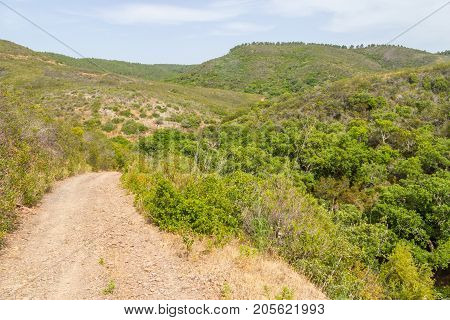 Trail In A Mountain With Forest And Vegetation