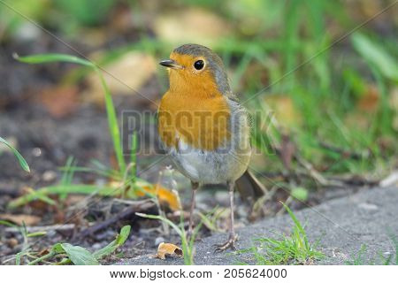 robin on the grass beautiful bird Erithacus rubecula