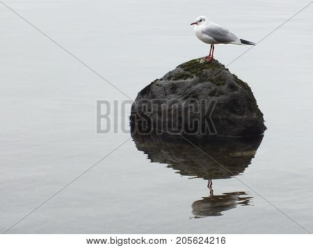 Black headed hull perched on submerged rock