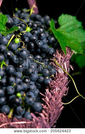 Red Wine Grapes In Voiolet Basket On Bllack Background.