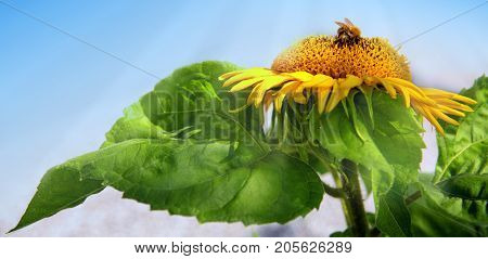 Sunflower with bumblebee on a warm summer day.