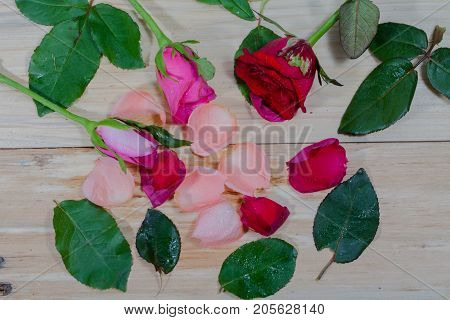 leaf of rosepink roses and red rose flowers in the pinewood table