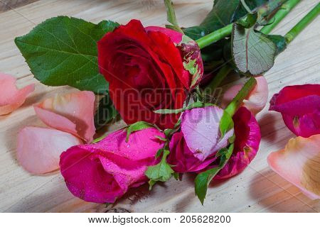 Drops Of Water Stick On Rose Petal