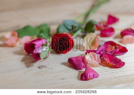 Drops Of Water Stick On Rose Petal