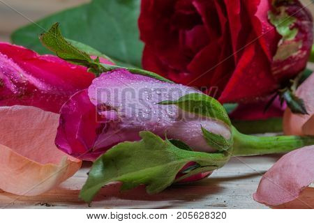 Drops Of Water Stick On Rose Petal
