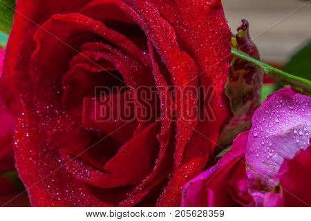 Drops Of Water Stick On Rose Petal