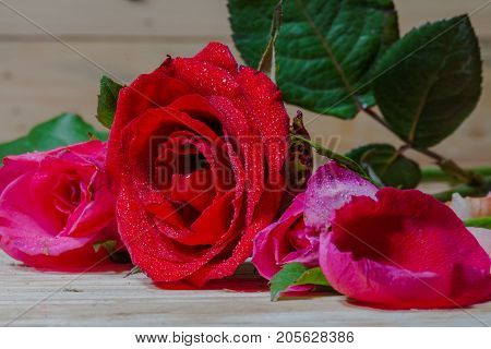 Drops Of Water Stick On Rose Petal