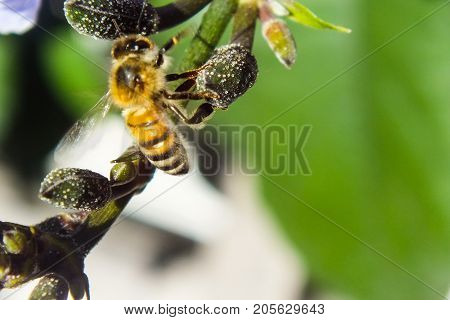 Busy Honey Bee Hunting For Nectar in Flower Buds