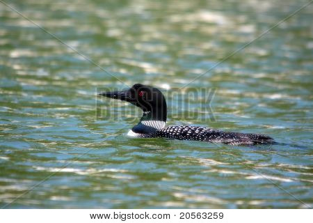 gemeinsame loon