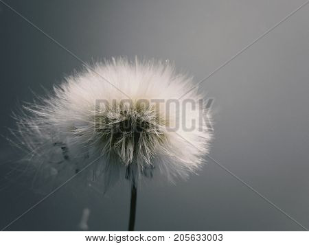 beautiful white dandelion on a summer day in cloudy weather against the sky