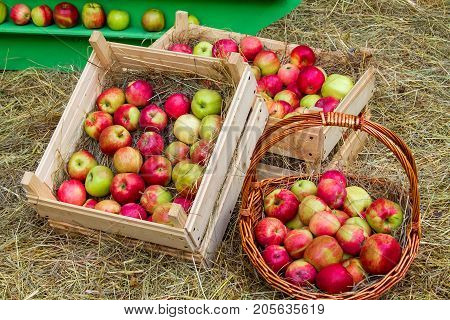 ripe apples lie in the garden wheelbarrow