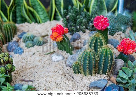 home succulents and blooming flowers of cactus