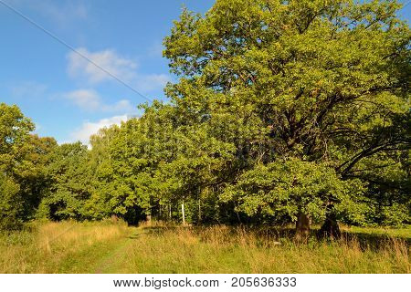 Oak trees in the forest. Sunny day. Blue sky