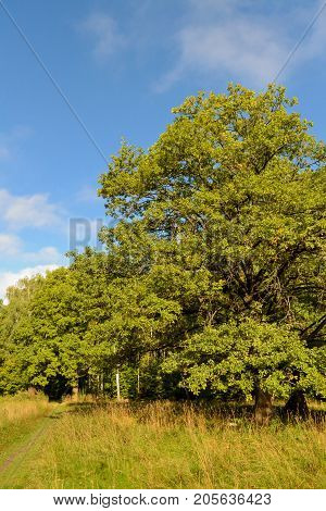 Oak trees in the forest. Sunny day. Blue sky