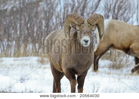 Owiec Bighorn