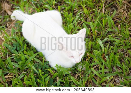 The Portrait Of White Colour Thai Cat With 2 Different Colored Eyes Selective Focus Cute Cat With Different Eyes Heterochromia Iridum