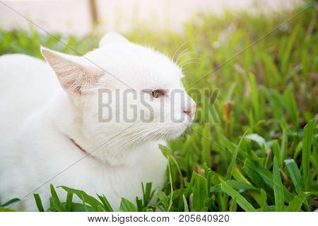 The Portrait Of White Colour Thai Cat With 2 Different Colored Eyes Selective Focus Cute Cat With Different Eyes Heterochromia Iridum