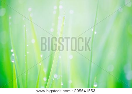 Beautiful Water Droplets On The Green Grass Shine In The Sunlight And Bokeh Close-up Macro Abstract Summer Nature Background With Drops Of Dew.