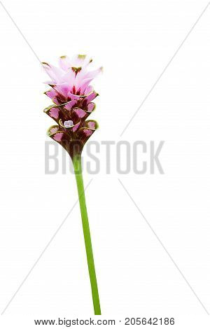 Curcuma Zanthorrhiza (Siam Tulip Curcuma Alismatifolia) Flower Isolated On White Background.