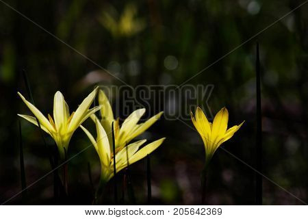 Beautiful Rain Lily Flower Zephyranthes Lily Fairy Lily Little Witches. (Zephyranthas sp.)