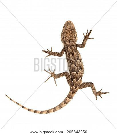 lizard on a white background. Macro . Photos in the studio