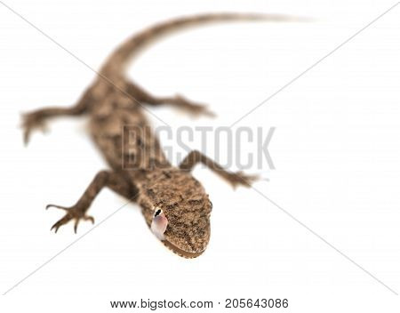 lizard on a white background. Macro . Photos in the studio