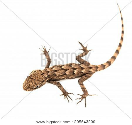 lizard on a white background. Macro . Photos in the studio