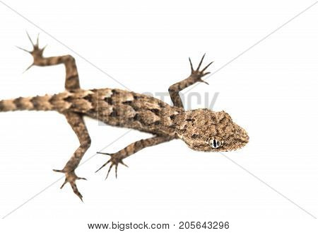 lizard on a white background. Macro . Photos in the studio