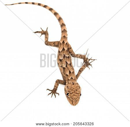 lizard on a white background. Macro . Photos in the studio
