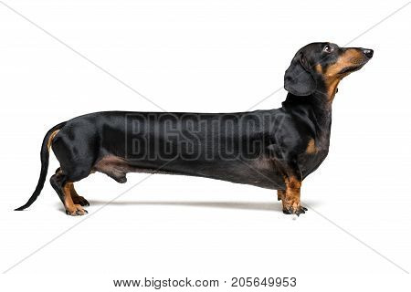 A manipulated image of a very Long Dachshund dog (puppy) black and tan on isolated on white background