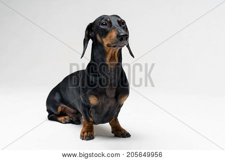 A dog (puppy) of the dachshund male breed black and tan on a gray background