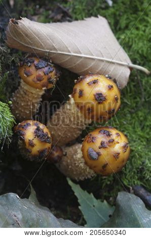 Pholiota aurivella mushroom on an old wood