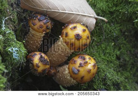 Pholiota aurivella mushroom on an old wood
