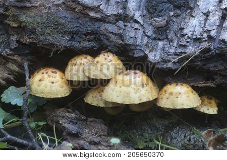 Pholiota aurivella mushroom on an old wood