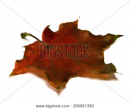 Brown Dry Autumn Maple Leaf On White