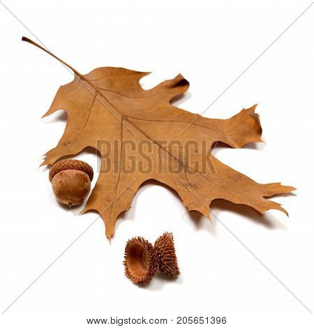 Autumn Acorns And Dried Oak Leaf