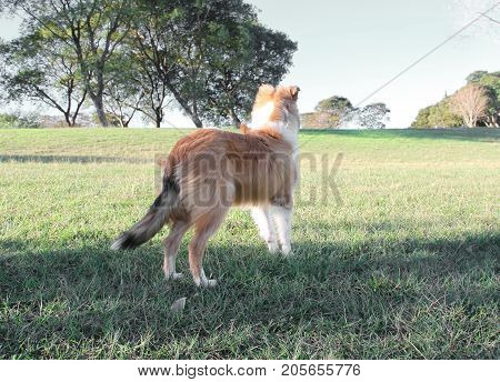 puppy collie on the beach pet friendly