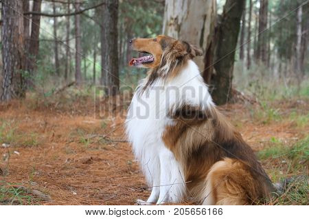 puppy collie on the beach pet friendly