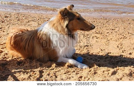 puppy collie on the beach pet friendly