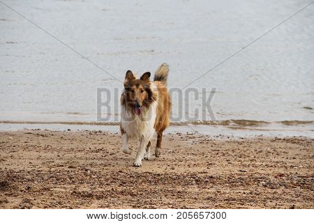 puppy collie on the beach pet friendly